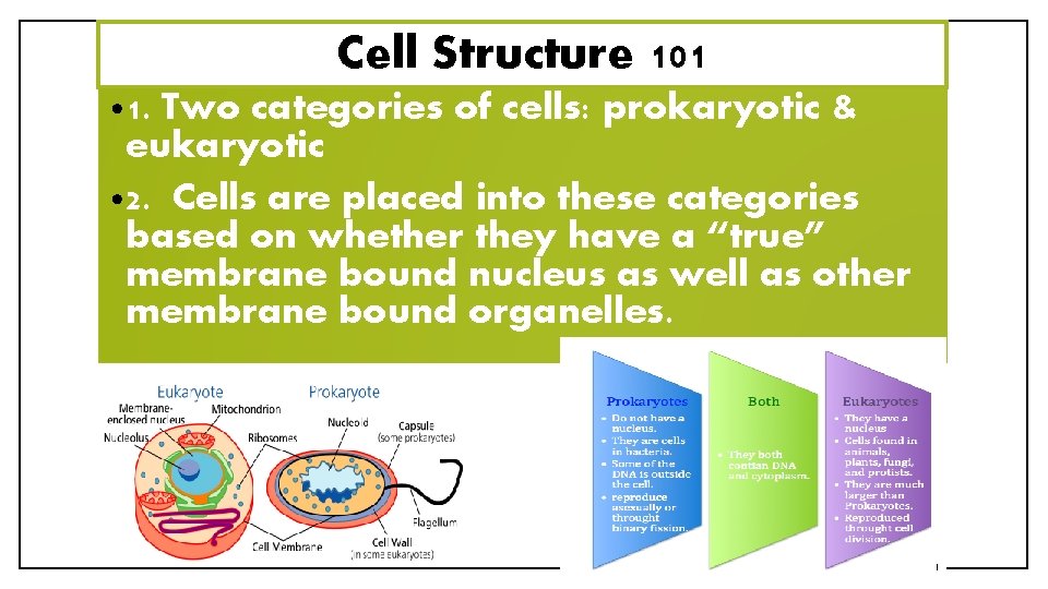 Cell Structure 101 • 1. Two categories of cells: prokaryotic & eukaryotic • 2.