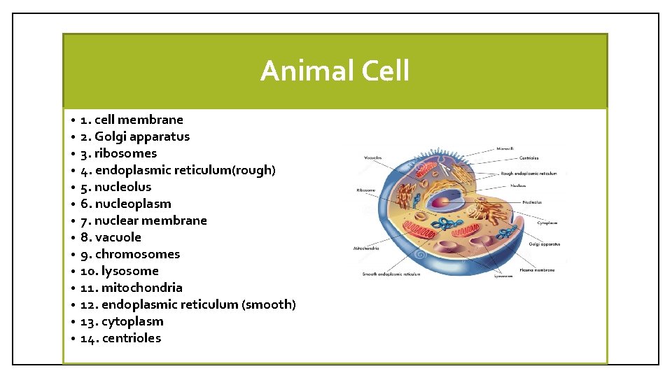 Animal Cell • • • • 1. cell membrane 2. Golgi apparatus 3. ribosomes
