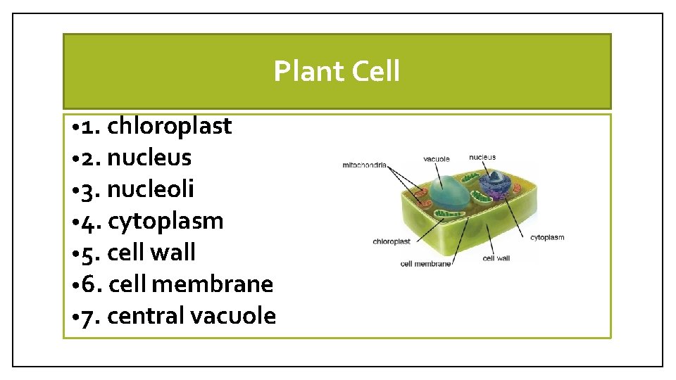 Plant Cell • 1. chloroplast • 2. nucleus • 3. nucleoli • 4. cytoplasm