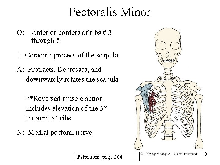 Pectoralis Minor O: Anterior borders of ribs # 3 through 5 I: Coracoid process