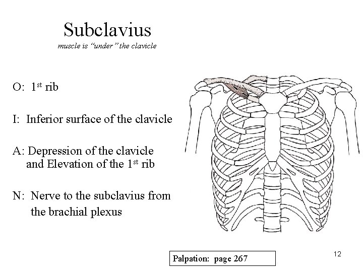 Subclavius muscle is “under” the clavicle O: 1 st rib I: Inferior surface of