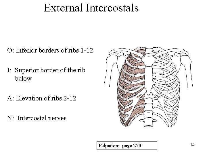 External Intercostals O: Inferior borders of ribs 1 -12 I: Superior border of the