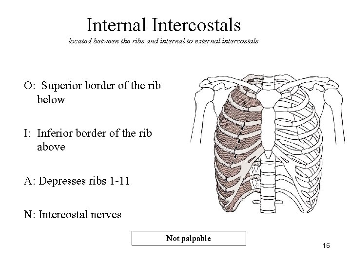 Internal Intercostals located between the ribs and internal to external intercostals O: Superior border