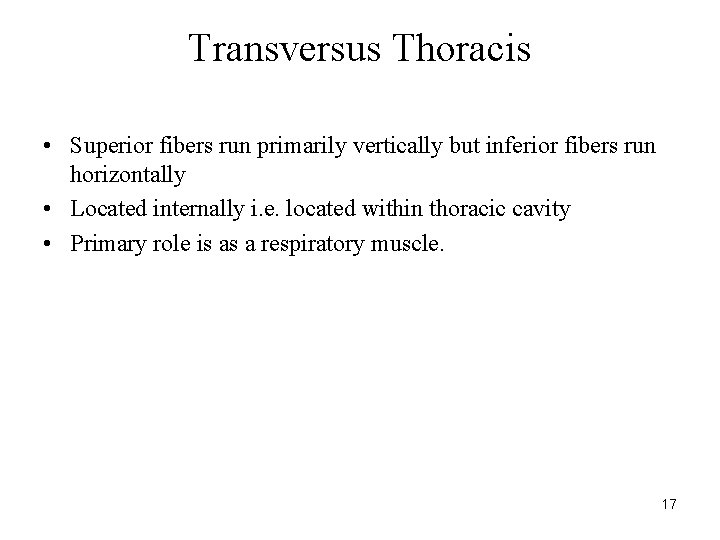 Transversus Thoracis • Superior fibers run primarily vertically but inferior fibers run horizontally •