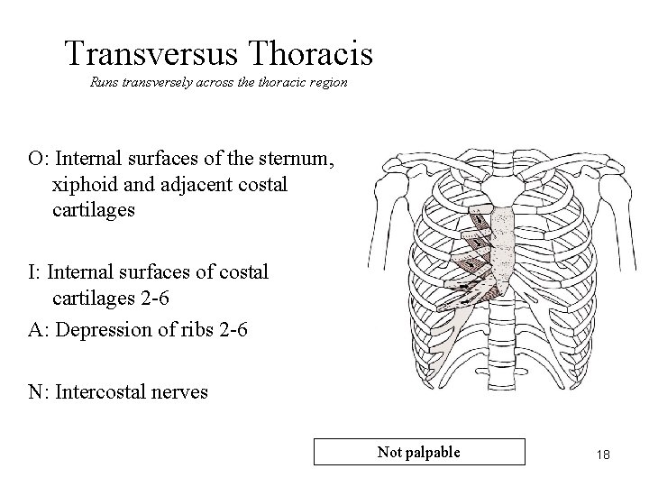 Transversus Thoracis Runs transversely across the thoracic region O: Internal surfaces of the sternum,