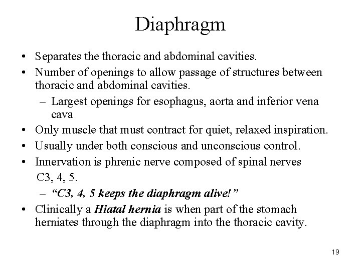 Diaphragm • Separates the thoracic and abdominal cavities. • Number of openings to allow