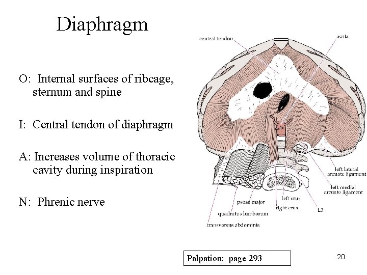 Diaphragm O: Internal surfaces of ribcage, sternum and spine I: Central tendon of diaphragm