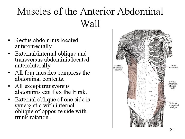 Muscles of the Anterior Abdominal Wall • Rectus abdominis located anteromedially • External/internal oblique