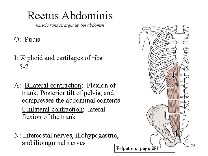 Rectus Abdominis muscle runs straight up the abdomen O: Pubis I: Xiphoid and cartilages