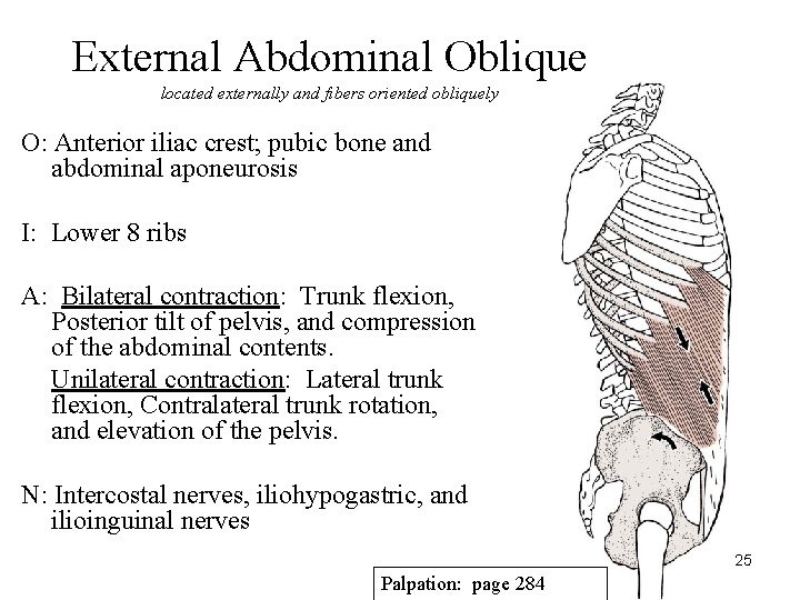 External Abdominal Oblique located externally and fibers oriented obliquely O: Anterior iliac crest; pubic