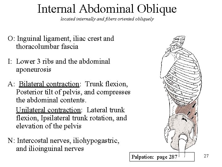 Internal Abdominal Oblique located internally and fibers oriented obliquely O: Inguinal ligament, iliac crest