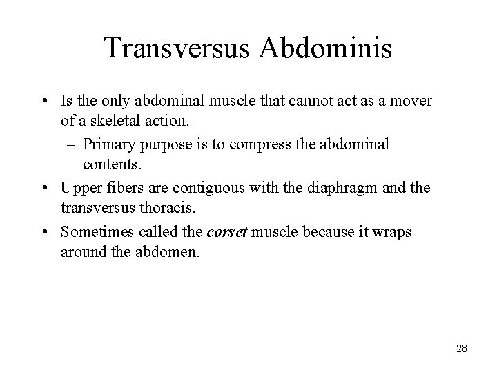 Transversus Abdominis • Is the only abdominal muscle that cannot act as a mover