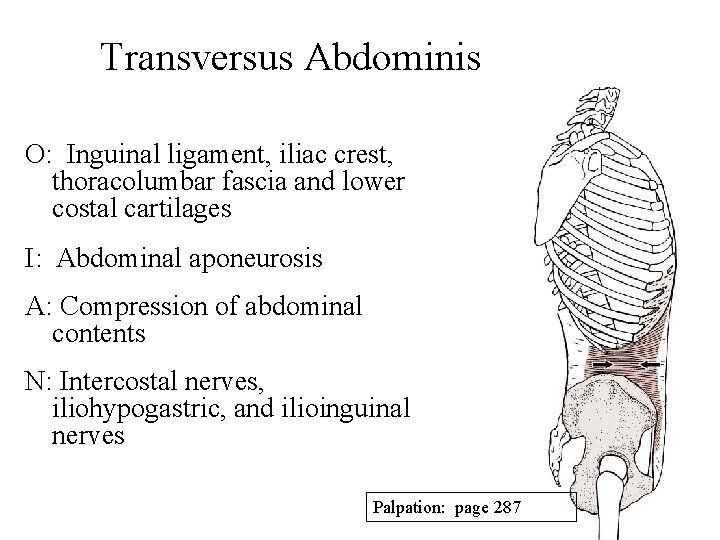 Transversus Abdominis O: Inguinal ligament, iliac crest, thoracolumbar fascia and lower costal cartilages I:
