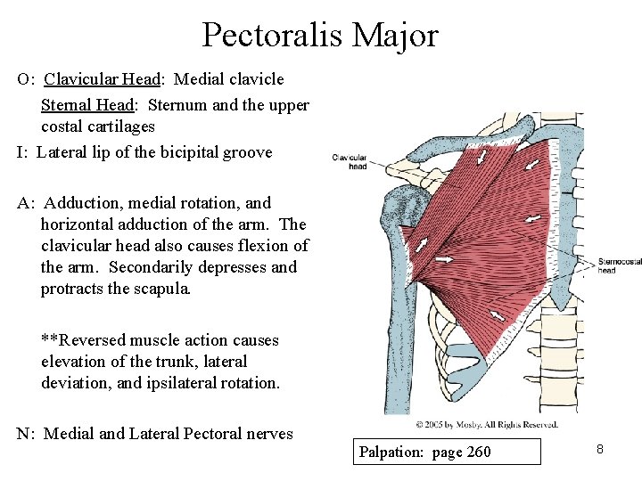 Pectoralis Major O: Clavicular Head: Medial clavicle Sternal Head: Sternum and the upper costal