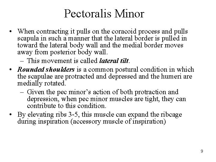 Pectoralis Minor • When contracting it pulls on the coracoid process and pulls scapula