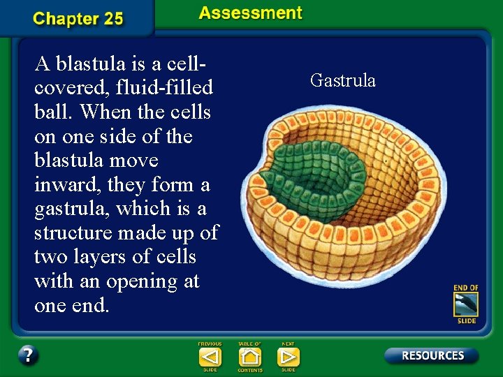 A blastula is a cellcovered, fluid-filled ball. When the cells on one side of