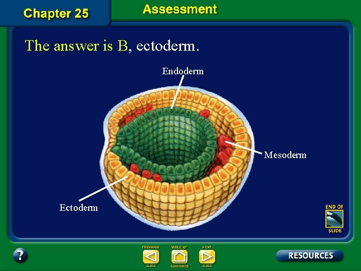 The answer is B, ectoderm. Endoderm Mesoderm Ectoderm 