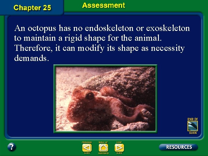 An octopus has no endoskeleton or exoskeleton to maintain a rigid shape for the