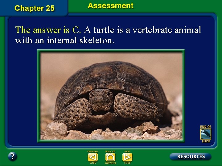 The answer is C. A turtle is a vertebrate animal with an internal skeleton.