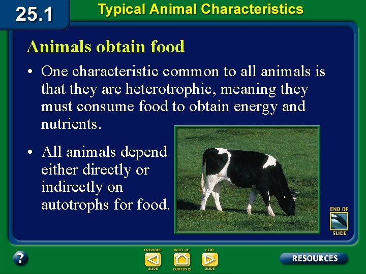 Animals obtain food • One characteristic common to all animals is that they are