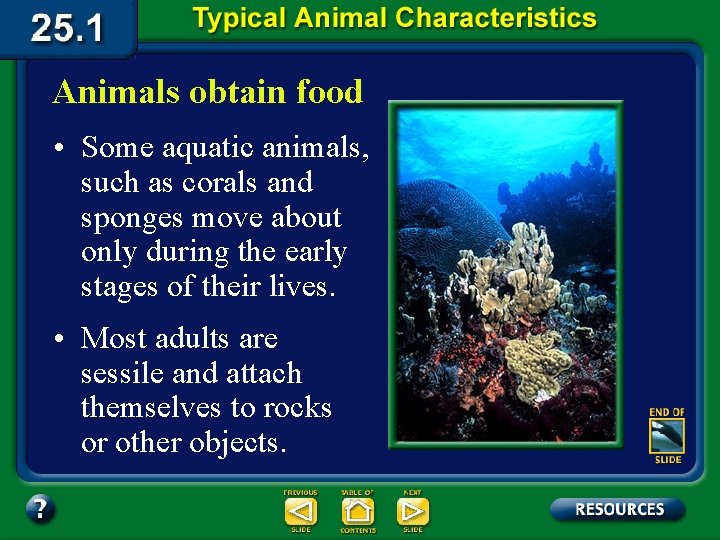Animals obtain food • Some aquatic animals, such as corals and sponges move about