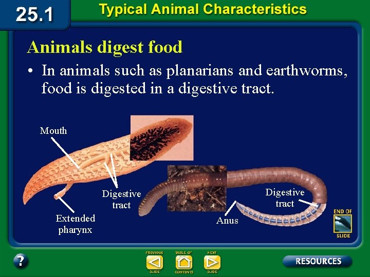 Animals digest food • In animals such as planarians and earthworms, food is digested