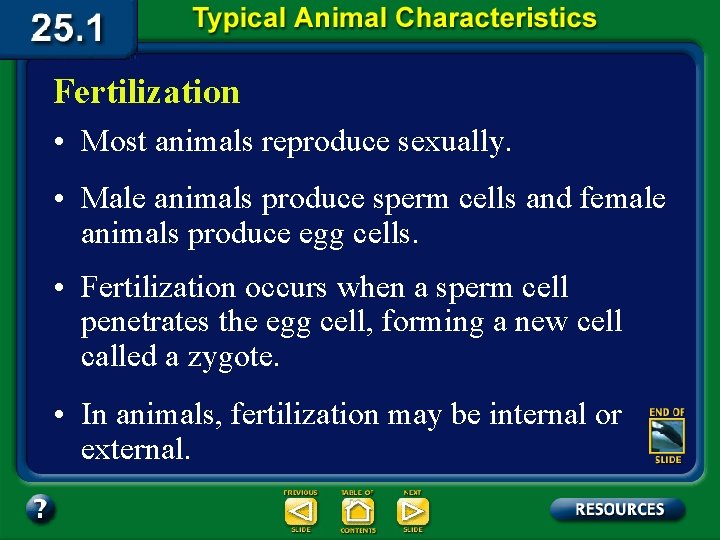 Fertilization • Most animals reproduce sexually. • Male animals produce sperm cells and female