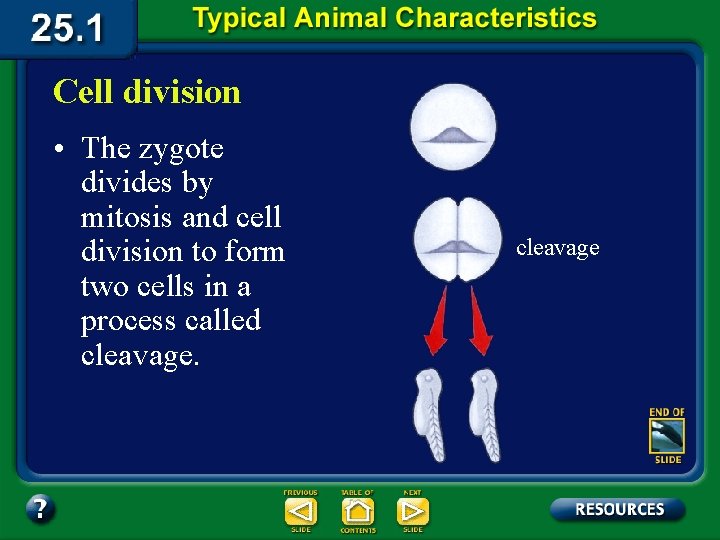 Cell division • The zygote divides by mitosis and cell division to form two