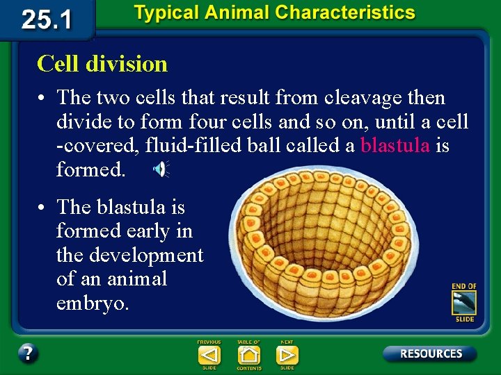 Cell division • The two cells that result from cleavage then divide to form