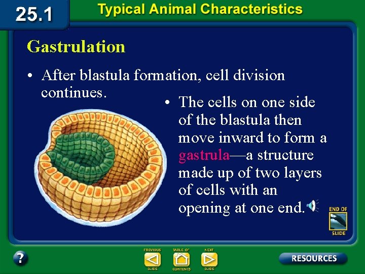 Gastrulation • After blastula formation, cell division continues. • The cells on one side