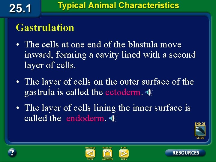 Gastrulation • The cells at one end of the blastula move inward, forming a