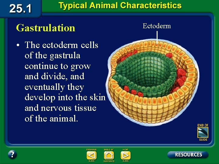 Gastrulation • The ectoderm cells of the gastrula continue to grow and divide, and
