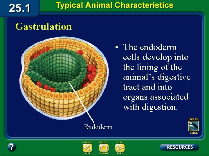 Gastrulation • The endoderm cells develop into the lining of the animal’s digestive tract