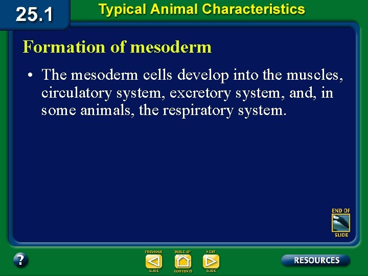 Formation of mesoderm • The mesoderm cells develop into the muscles, circulatory system, excretory