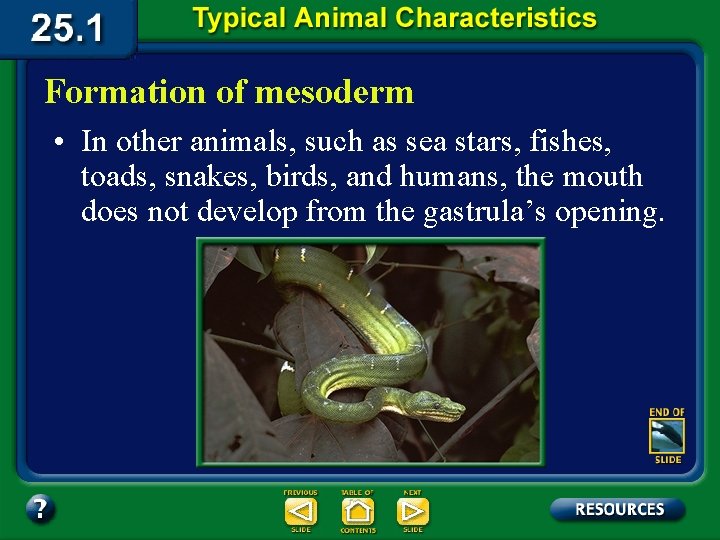 Formation of mesoderm • In other animals, such as sea stars, fishes, toads, snakes,