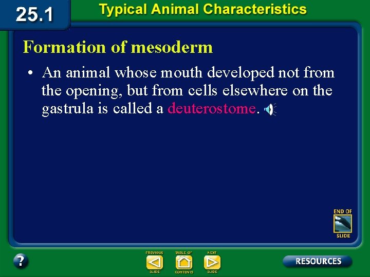 Formation of mesoderm • An animal whose mouth developed not from the opening, but