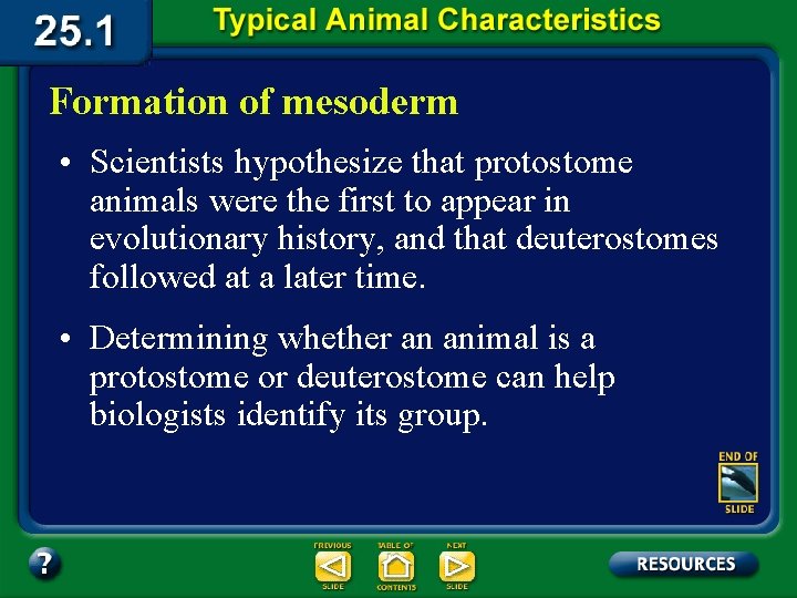 Formation of mesoderm • Scientists hypothesize that protostome animals were the first to appear