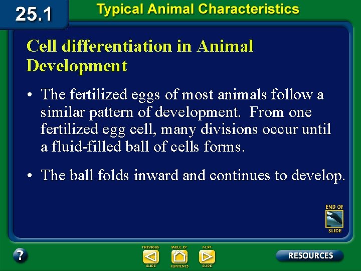 Cell differentiation in Animal Development • The fertilized eggs of most animals follow a