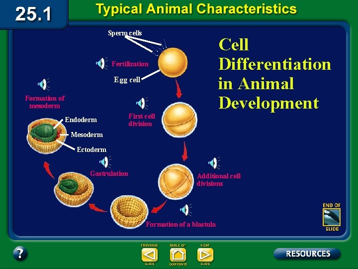 Sperm cells Cell Differentiation in Animal Development Fertilization Egg cell Formation of mesoderm Endoderm