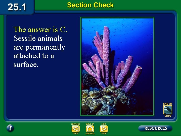 The answer is C. Sessile animals are permanently attached to a surface. 