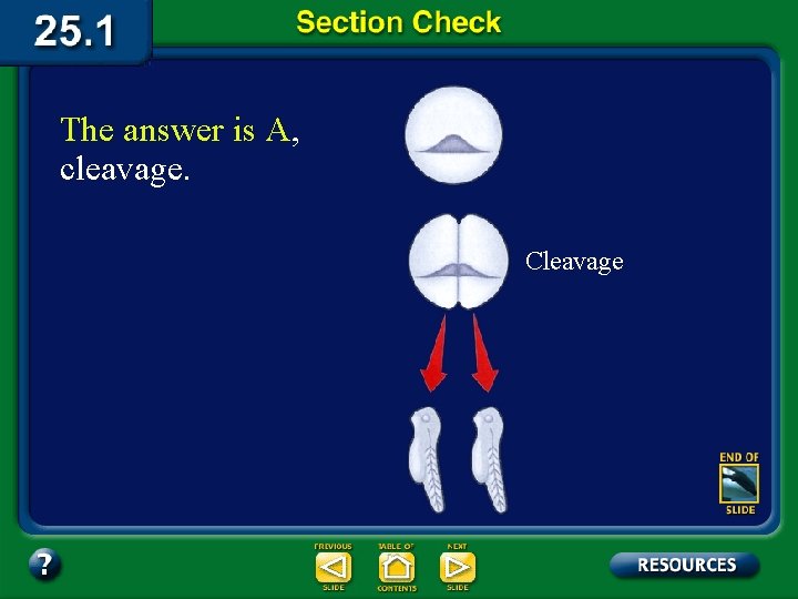 The answer is A, cleavage. Cleavage 