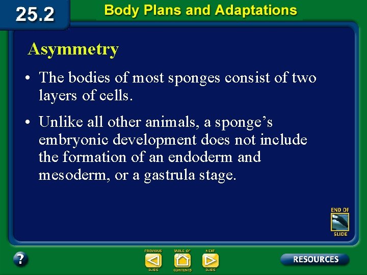 Asymmetry • The bodies of most sponges consist of two layers of cells. •