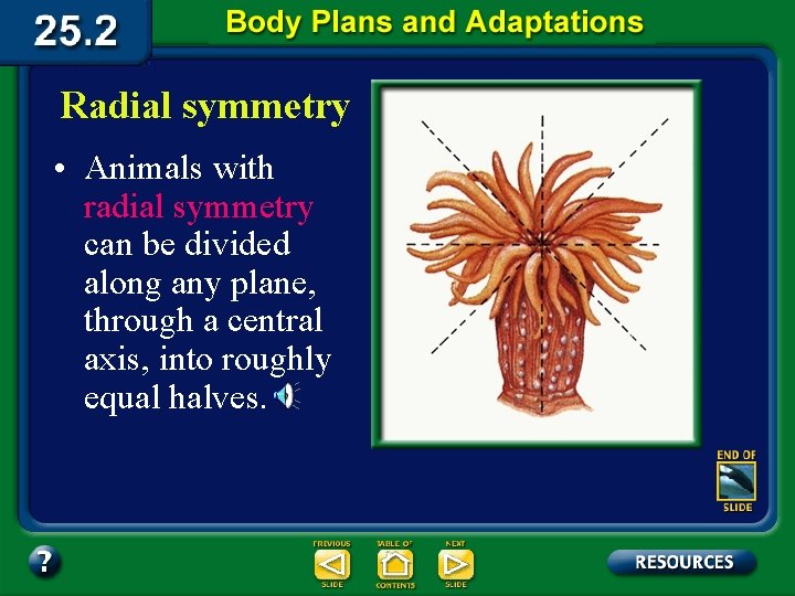 Radial symmetry • Animals with radial symmetry can be divided along any plane, through