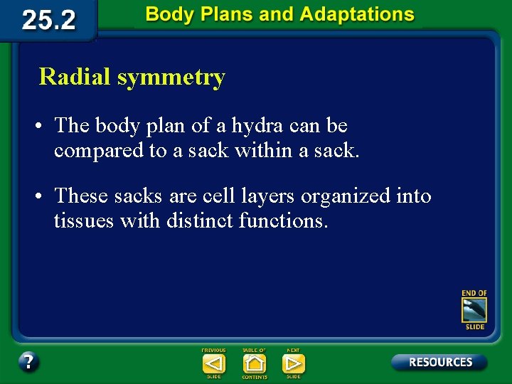 Radial symmetry • The body plan of a hydra can be compared to a