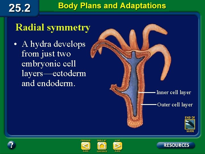 Radial symmetry • A hydra develops from just two embryonic cell layers—ectoderm and endoderm.