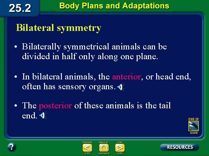 Bilateral symmetry • Bilaterally symmetrical animals can be divided in half only along one