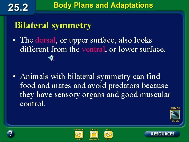 Bilateral symmetry • The dorsal, or upper surface, also looks different from the ventral,