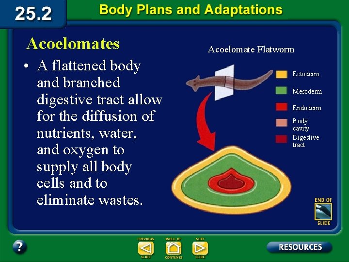Acoelomates • A flattened body and branched digestive tract allow for the diffusion of