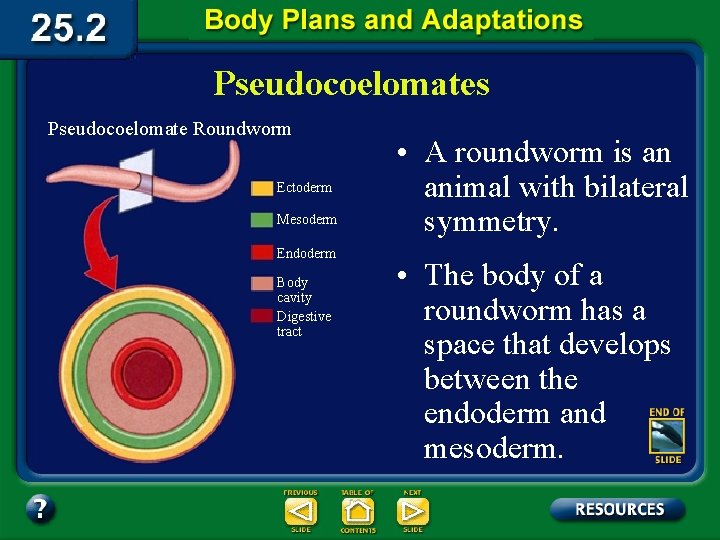 Pseudocoelomates Pseudocoelomate Roundworm Ectoderm Mesoderm Endoderm Body cavity Digestive tract • A roundworm is
