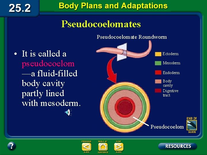 Pseudocoelomates Pseudocoelomate Roundworm • It is called a pseudocoelom —a fluid-filled body cavity partly